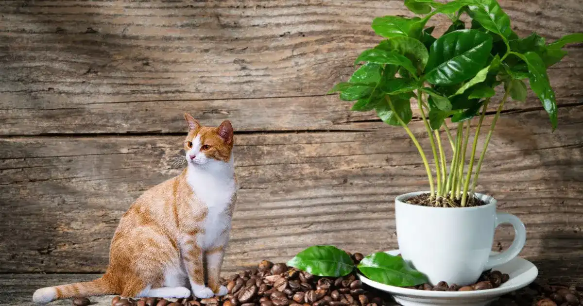 Are Coffee Plants Toxic to Cats?